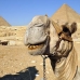 camel_giza_cai_v_0026_egy1083.jpg